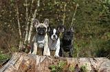 BOULEDOGUE FRANCAIS 344
